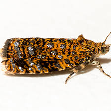 Attēlu rezultāti vaicājumam “Celypha siderana”