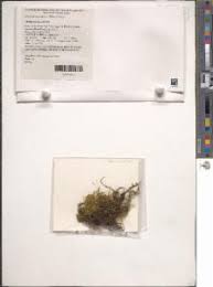 Attēlu rezultāti vaicājumam “Drepanocladus aduncus var. polycarpon”