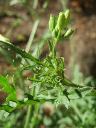 Attēlu rezultāti vaicājumam “Diplotaxis tenuifolia bud”