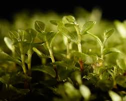 Attēlu rezultāti vaicājumam “Rhizomnium punctatum sporophyte”