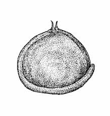 Attēlu rezultāti vaicājumam “Atriplex littoralis fruit”