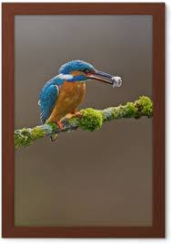 Attēlu rezultāti vaicājumam “Alcedo atthis adult”