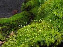 Attēlu rezultāti vaicājumam “Philonotis fontana sporophyte”