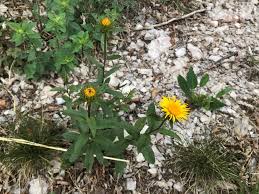 Image result for Inula hirta