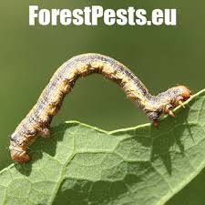 Attēlu rezultāti vaicājumam “Agriopis leucophaearia”