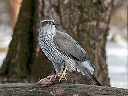 Image result for Goshawks G C