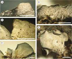 Attēlu rezultāti vaicājumam “Leptogium saturninum”