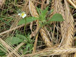 Attēlu rezultāti vaicājumam “Viola arvensis bud”