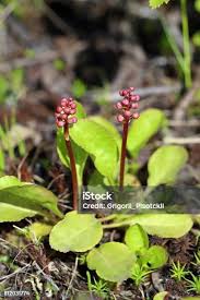 Attēlu rezultāti vaicājumam “Pyrola minor leaf”
