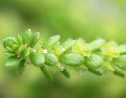 Attēlu rezultāti vaicājumam “Chenopodiaceae”