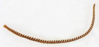 Attēlu rezultāti vaicājumam “Earophila badiata”