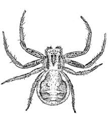 Attēlu rezultāti vaicājumam “Xysticus ulmi adult”