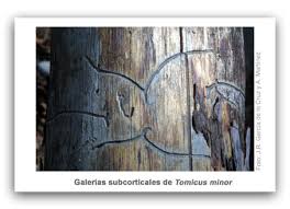 Attēlu rezultāti vaicājumam “Tomicus minor”