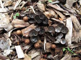 Attēlu rezultāti vaicājumam “Cyathus striatus”