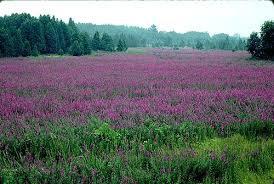 Image result for Lythrum salicaria