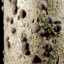 Attēlu rezultāti vaicājumam “Hypoxylon vogesiacum”