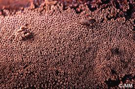 Attēlu rezultāti vaicājumam “Merismodes anomala”