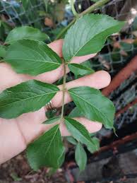 Attēlu rezultāti vaicājumam “Sambucus nigra leaf”