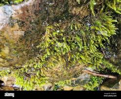 Attēlu rezultāti vaicājumam “Platyhypnidium riparioides”