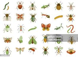 Attēlu rezultāti vaicājumam “Insecta”