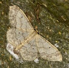 Attēlu rezultāti vaicājumam “Idaea biselata”