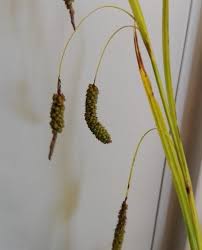 Attēlu rezultāti vaicājumam “Carex scandinavica”