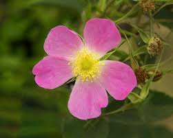 Attēlu rezultāti vaicājumam “Rosa glauca flower”