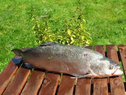 Image result for Aspius aspius