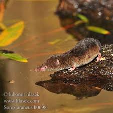 Attēlu rezultāti vaicājumam “Sorex araneus”