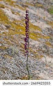 Attēlu rezultāti vaicājumam “Epipactis atrorubens bud”