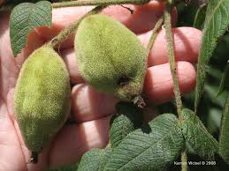 Attēlu rezultāti vaicājumam “Juglans cinerea fruit”
