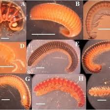 Attēlu rezultāti vaicājumam “Strongylosoma pallipes”