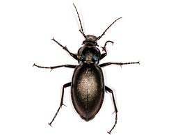 Attēlu rezultāti vaicājumam “Carabus violaceus”