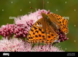 Attēlu rezultāti vaicājumam “Argynnis adippe underside”