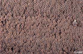 Attēlu rezultāti vaicājumam “Merismodes anomala”