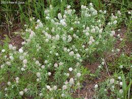 Attēlu rezultāti vaicājumam “Trifolium arvense fruit”