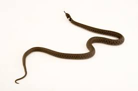 Attēlu rezultāti vaicājumam “Natrix natrix”