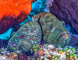 Image result for Cephalopholis fulva