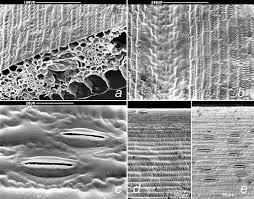 Attēlu rezultāti vaicājumam “Carex chordorhiza”