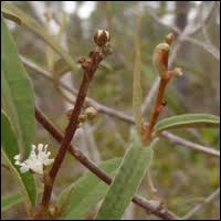 Attēlu rezultāti vaicājumam “Comatricha laxa stalked”
