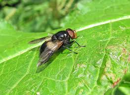 Attēlu rezultāti vaicājumam “Volucella pellucens”