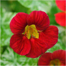 Image result for Tropaeolum majus