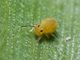 Attēlu rezultāti vaicājumam “Symphypleona”