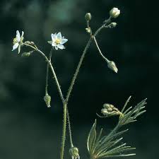 Attēlu rezultāti vaicājumam “Spergula arvensis”