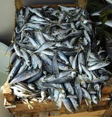 Image result for Trachurus trachurus