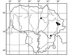 Attēlu rezultāti vaicājumam “Collaria rubens”
