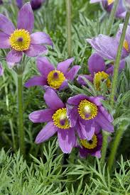 Attēlu rezultāti vaicājumam “Pulsatilla vulgaris”