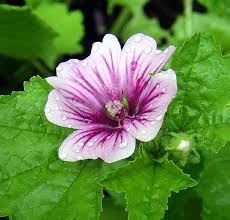 Image result for Malva sylvestris 'Zebrina'