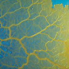 Attēlu rezultāti vaicājumam “Physarum murinum spores”