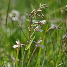 Attēlu rezultāti vaicājumam “Epipactis palustris”
